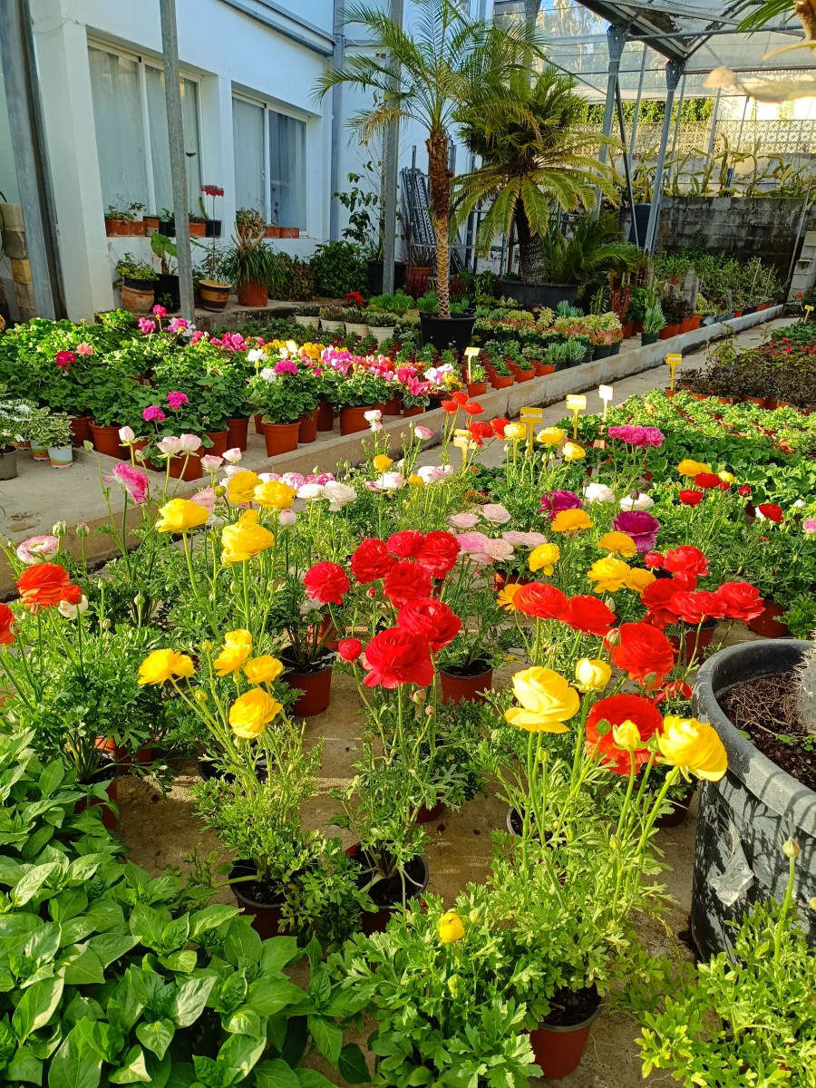 Fotos de Viveros Sepúlveda  Vivero en Marbella  Garden Center Marbella, Calle Caqui, Marbella, 29604