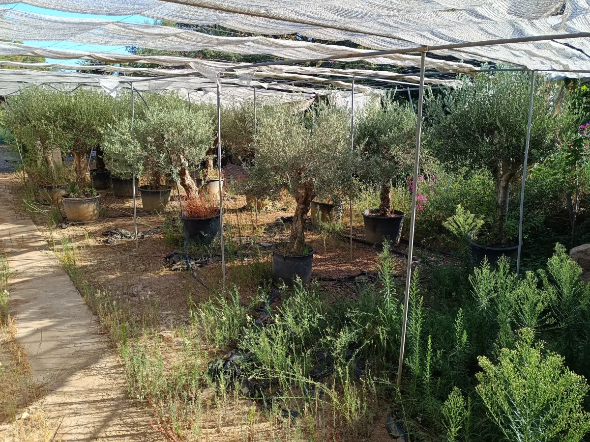 Fotos de Viveros Sepúlveda  Vivero en Marbella  Garden Center Marbella, Calle Caqui, Marbella, 29604