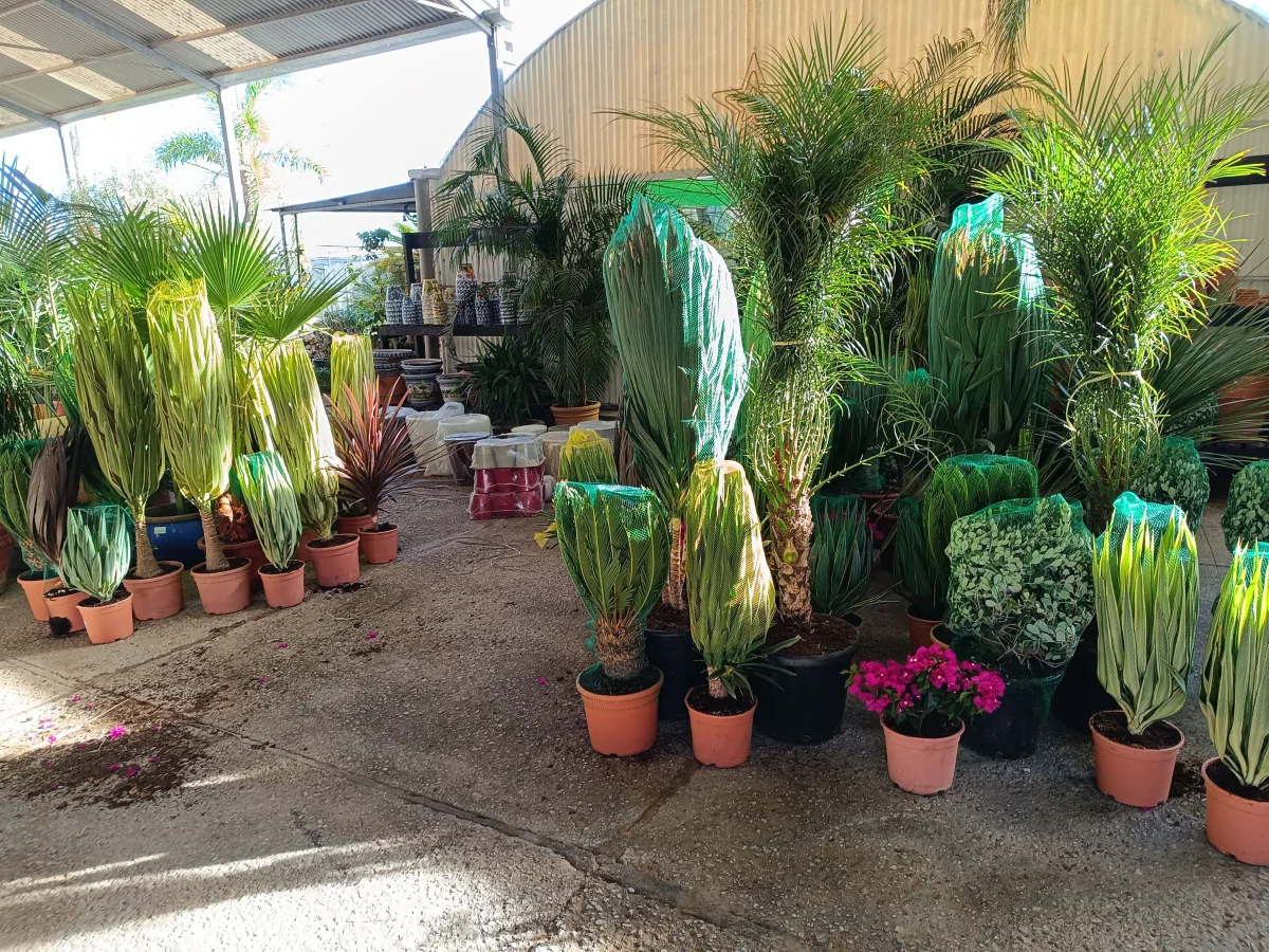Fotos de Viveros Sepúlveda  Vivero en Marbella  Garden Center Marbella, Calle Caqui, Marbella, 29604